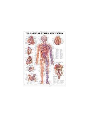Vascular System and Viscera Anatomical Chart
