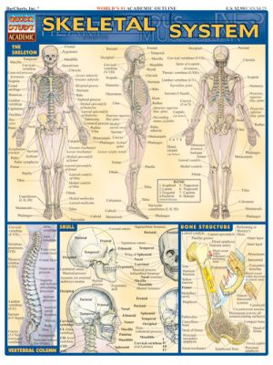 SKELETAL SYSTEM Quick Study Guide
