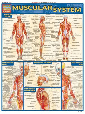 MUSCULAR SYSTEM Quick Study Guide