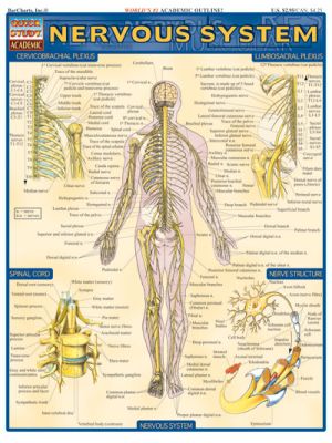 NERVOUS SYSTEM Quick Study Guide