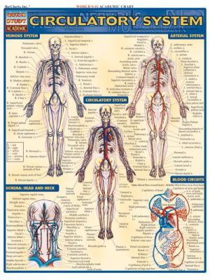 Circulatory System Quick Study Guide
