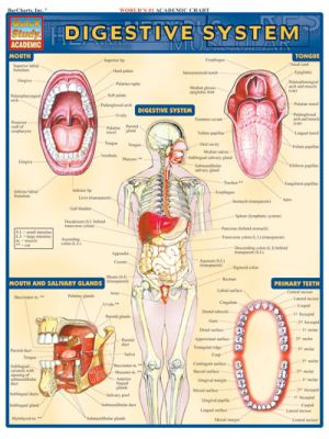 DIGESTIVE SYSTEM Quick Study Guide