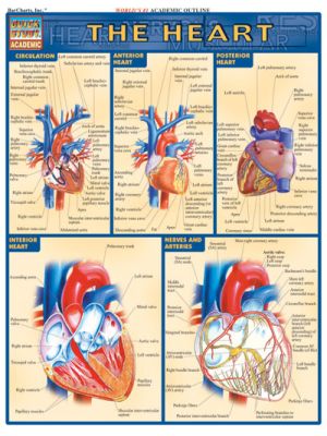 HEART Quick Study Guide
