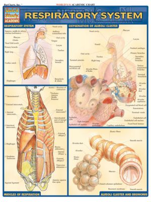 RESPIRATORY SYSTEM Quick Study Guide