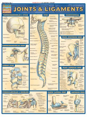 JOINTS & LIGAMENTS Quick Study Guide