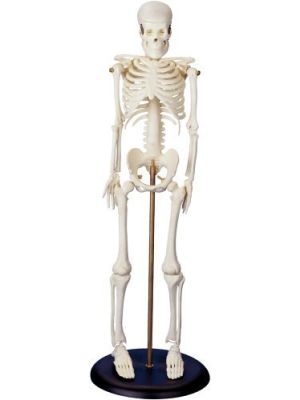 Skeleton Tiny Tim 42cm (16 1/2