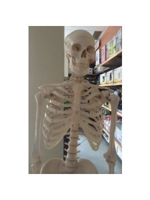 Skeleton Actual Size