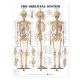 The Skeletal System Anatomical Chart