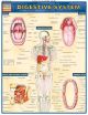 DIGESTIVE SYSTEM Quick Study Guide