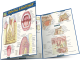 Dental Anatomy QuickStudy Laminated Study Guide