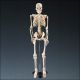 Mr. Thrifty Skeleton 85cm (33 1/2